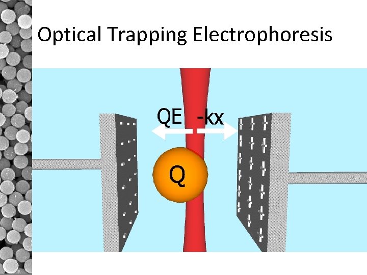 Optical Trapping Electrophoresis 