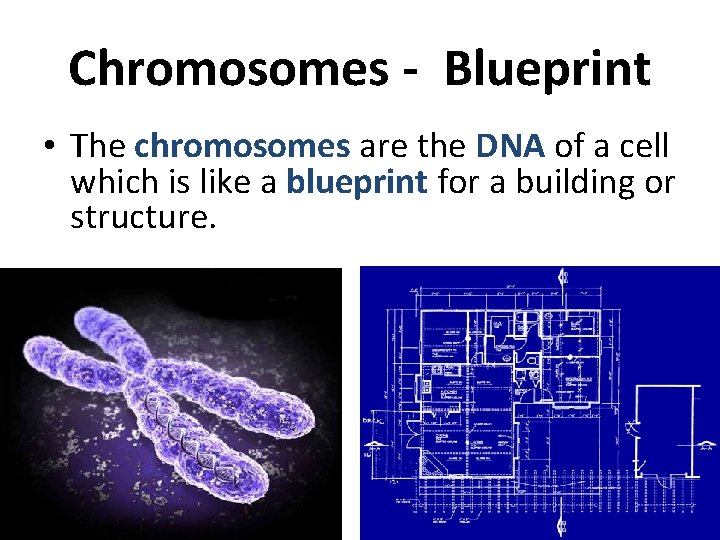 Chromosomes - Blueprint • The chromosomes are the DNA of a cell which is
