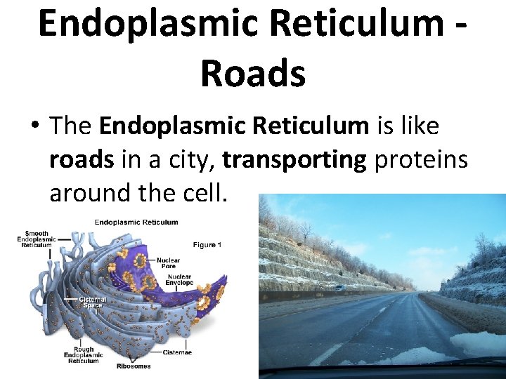 Endoplasmic Reticulum Roads • The Endoplasmic Reticulum is like roads in a city, transporting
