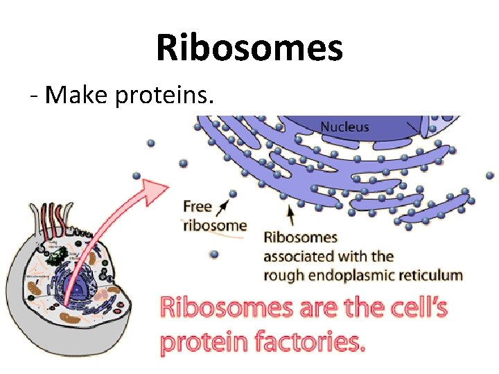 Ribosomes - Make proteins. 