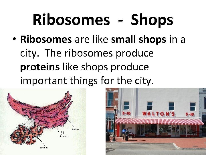 Ribosomes - Shops • Ribosomes are like small shops in a city. The ribosomes