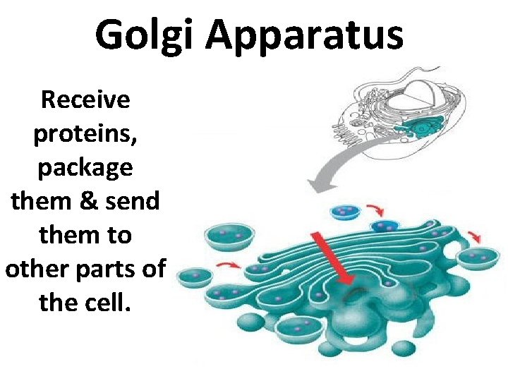 Golgi Apparatus Receive proteins, package them & send them to other parts of the
