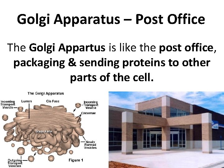 Golgi Apparatus – Post Office The Golgi Appartus is like the post office, packaging