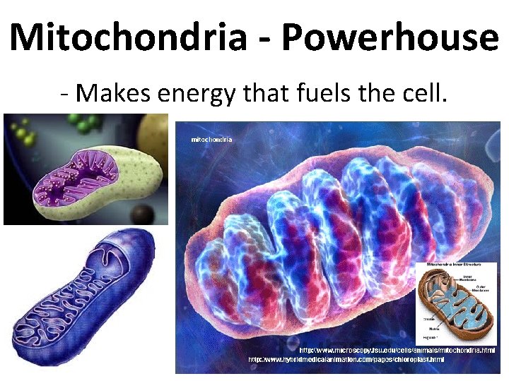 Mitochondria - Powerhouse - Makes energy that fuels the cell. 