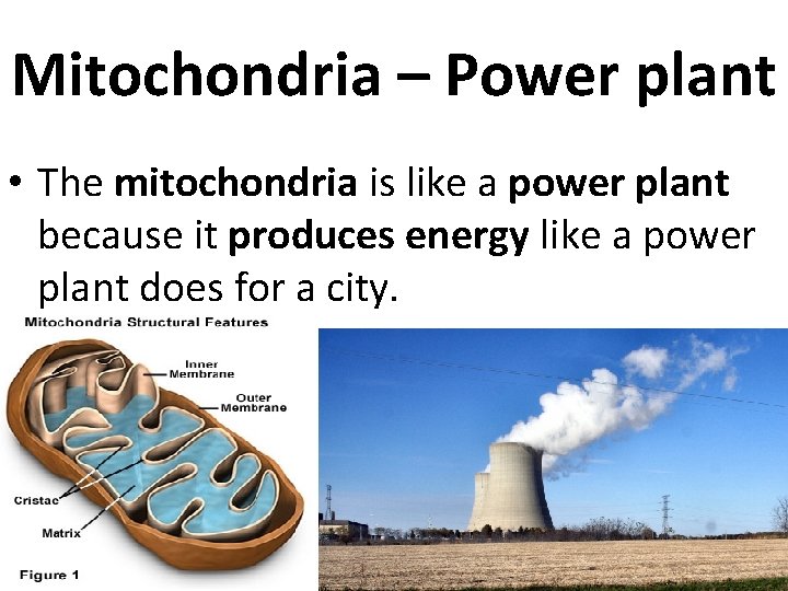 Mitochondria – Power plant • The mitochondria is like a power plant because it