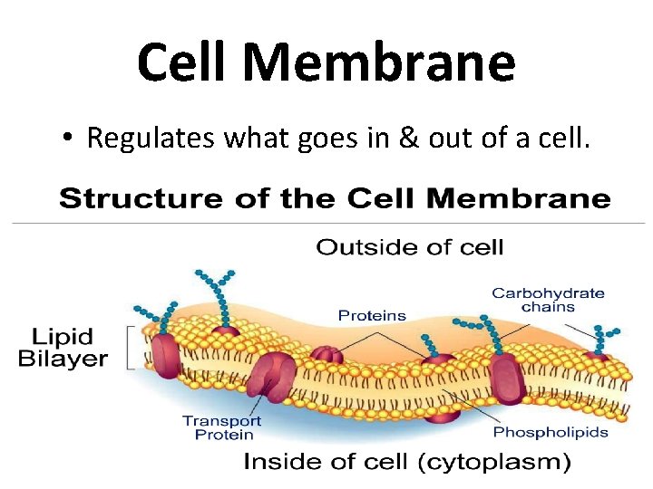 Cell Membrane • Regulates what goes in & out of a cell. 