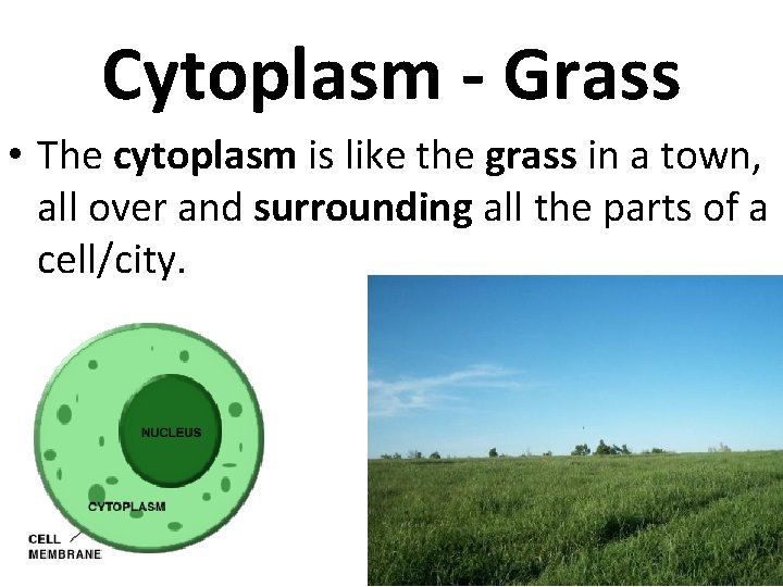 Cytoplasm - Grass • The cytoplasm is like the grass in a town, all
