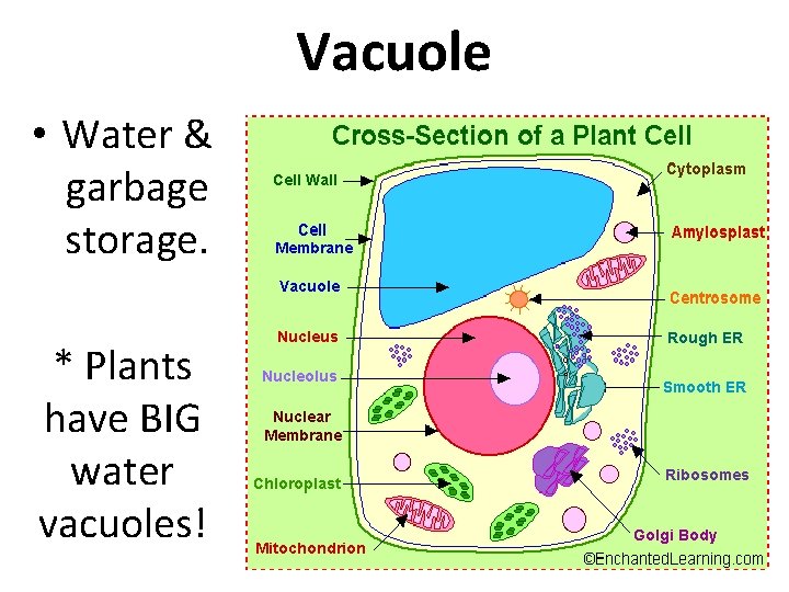 Vacuole • Water & garbage storage. * Plants have BIG water vacuoles! 