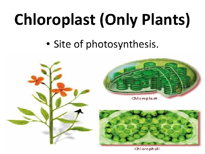 Chloroplast (Only Plants) • Site of photosynthesis. 