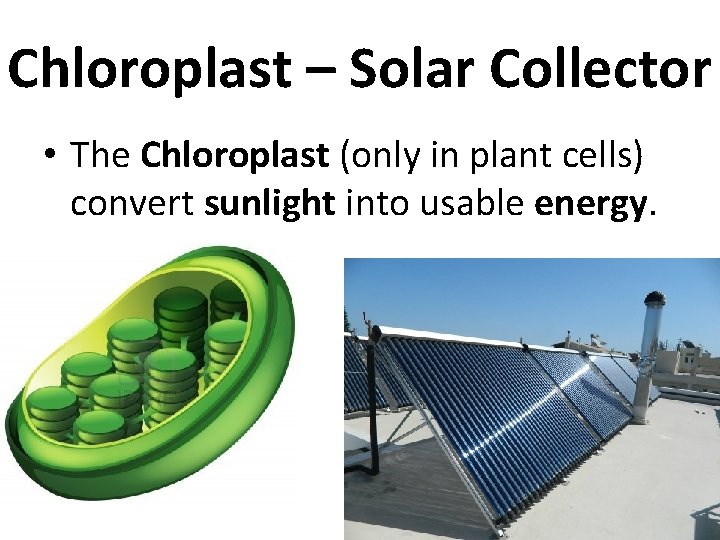 Chloroplast – Solar Collector • The Chloroplast (only in plant cells) convert sunlight into