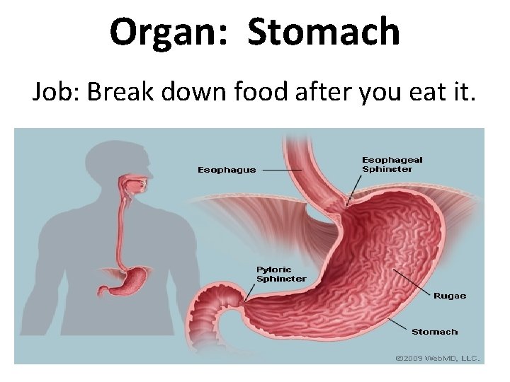 Organ: Stomach Job: Break down food after you eat it. 