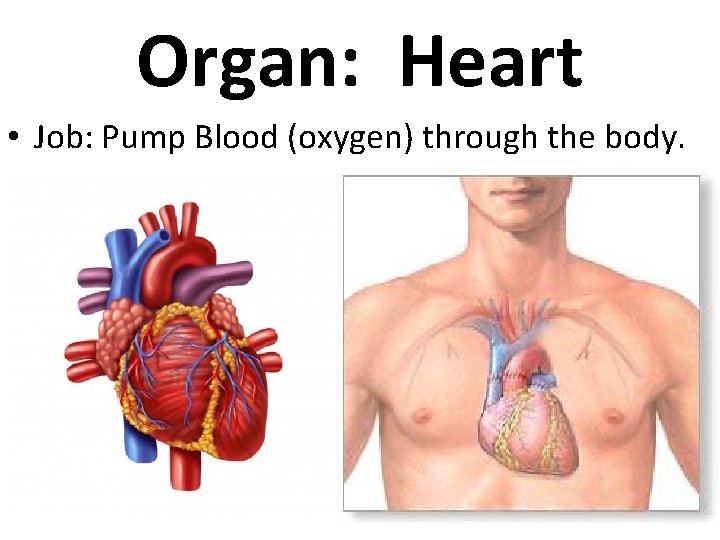 Organ: Heart • Job: Pump Blood (oxygen) through the body. 