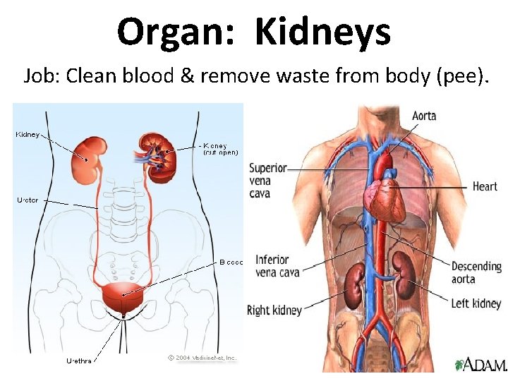 Organ: Kidneys Job: Clean blood & remove waste from body (pee). 