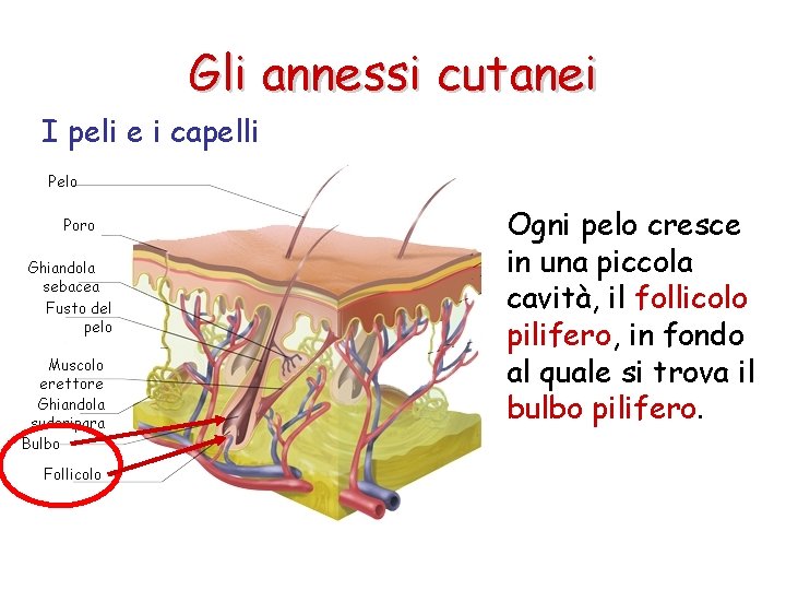 Gli annessi cutanei I peli e i capelli Ogni pelo cresce in una piccola