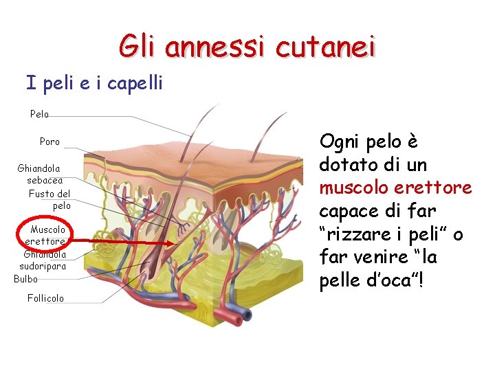 Gli annessi cutanei I peli e i capelli Ogni pelo è dotato di un