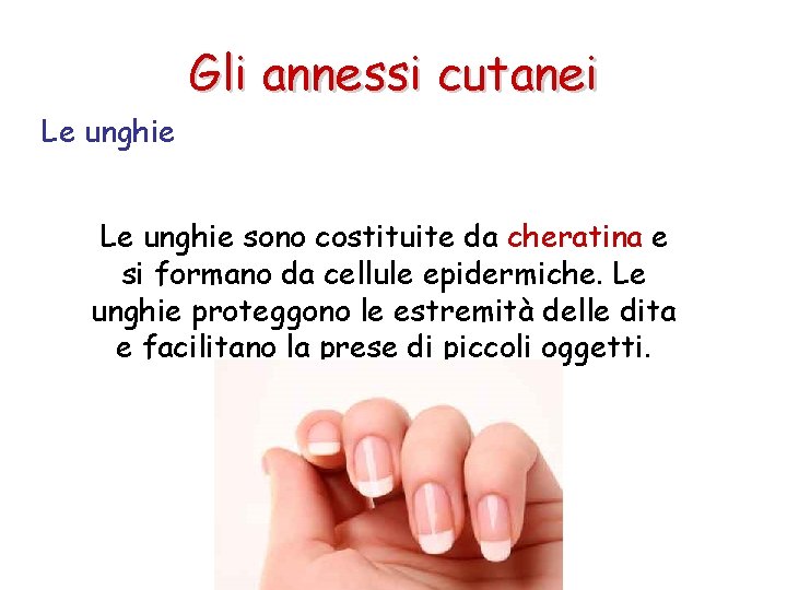 Gli annessi cutanei Le unghie sono costituite da cheratina e si formano da cellule