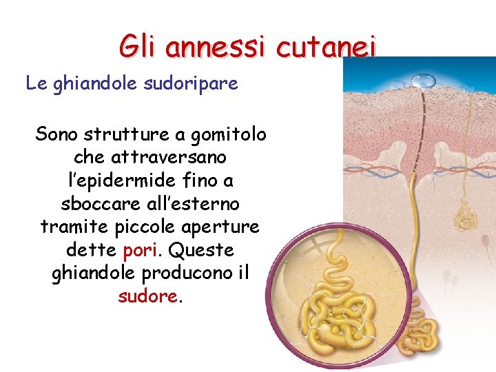 Gli annessi cutanei Le ghiandole sudoripare Sono strutture a gomitolo che attraversano l’epidermide fino