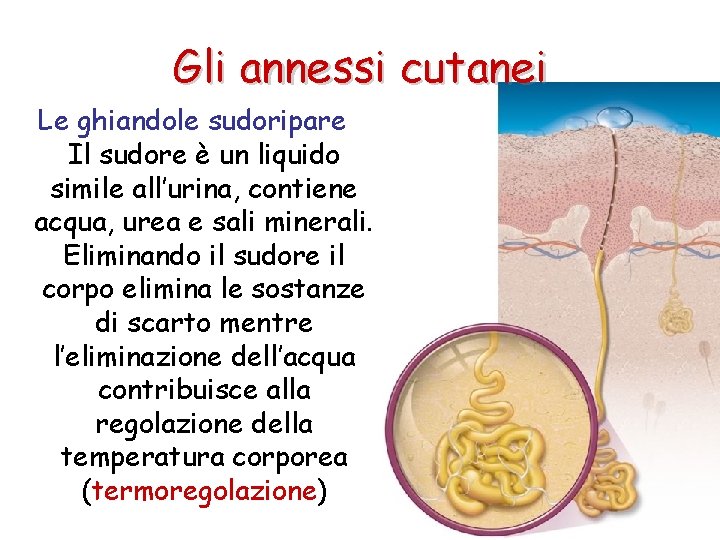 Gli annessi cutanei Le ghiandole sudoripare Il sudore è un liquido simile all’urina, contiene