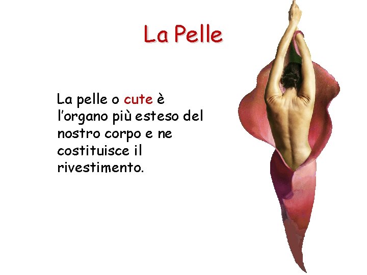 La Pelle La pelle o cute è l’organo più esteso del nostro corpo e