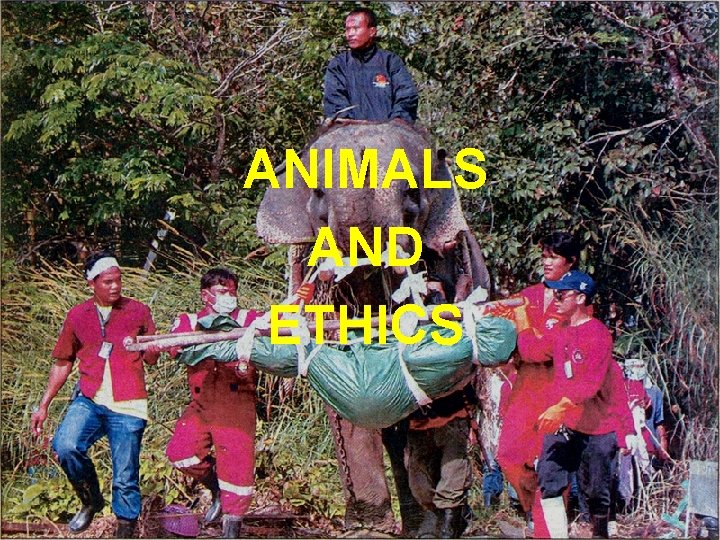 ANIMALS AND ETHICS 