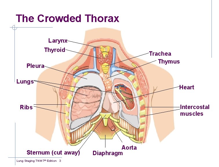 The Crowded Thorax Larynx Thyroid Trachea Thymus Pleura Lungs Heart Intercostal muscles Ribs Sternum