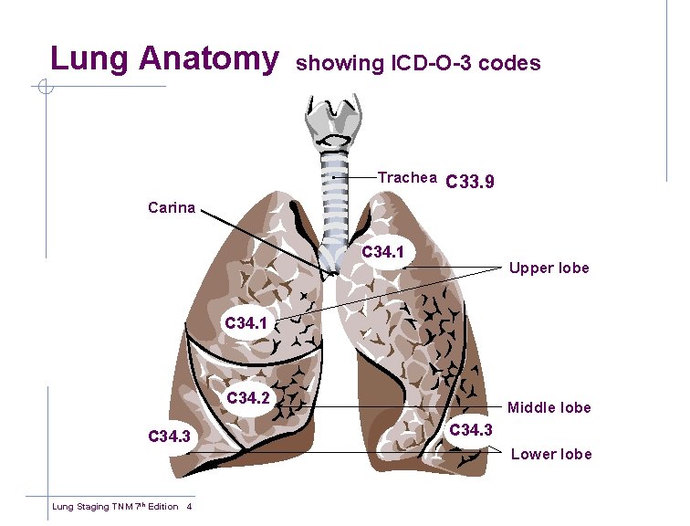 Lung Anatomy showing ICD-O-3 codes Trachea C 33. 9 Carina C 34. 1 Upper