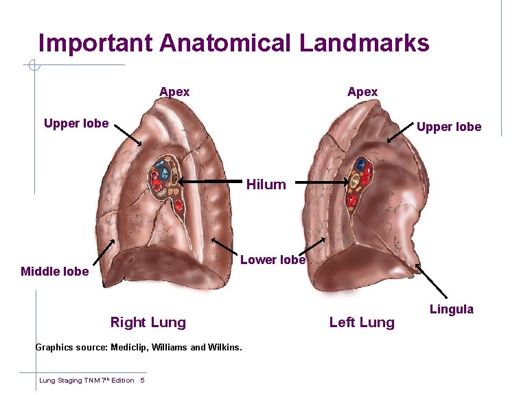 Important Anatomical Landmarks Apex Upper lobe Hilum Lower lobe Middle lobe Right Lung Graphics