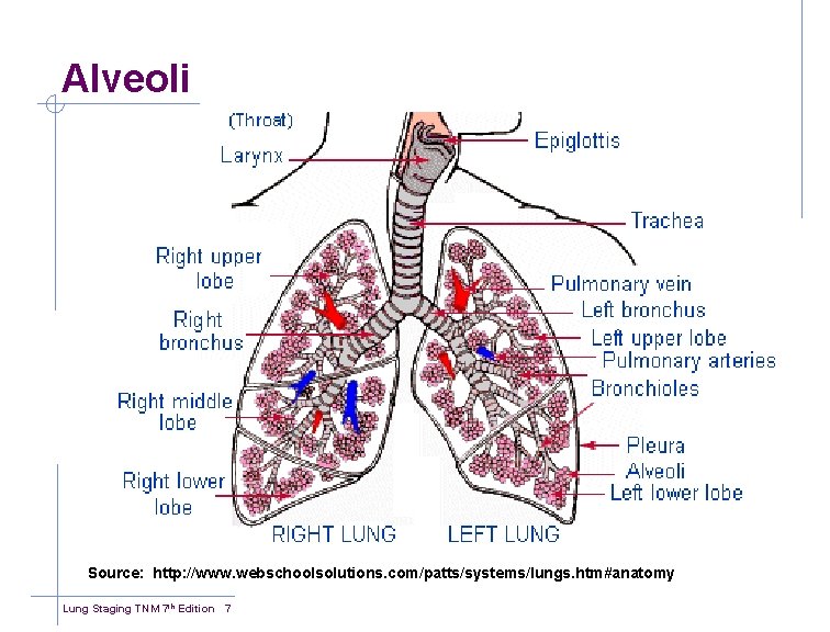 Alveoli Source: http: //www. webschoolsolutions. com/patts/systems/lungs. htm#anatomy Lung Staging TNM 7 th Edition 7