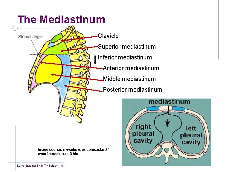 The Mediastinum Clavicle Superior mediastinum Inferior mediastinum Anterior mediastinum Middle mediastinum Posterior mediastinum Image