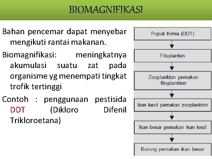 BIOMAGNIFIKASI Bahan pencemar dapat menyebar mengikuti rantai makanan. Biomagnifikasi: meningkatnya akumulasi suatu zat pada