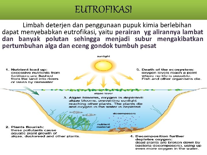 EUTROFIKASI Limbah deterjen dan penggunaan pupuk kimia berlebihan dapat menyebabkan eutrofikasi, yaitu perairan yg