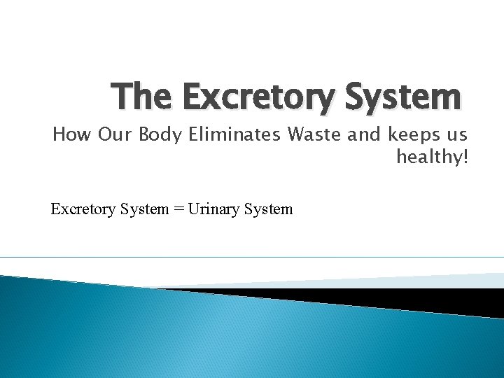 The Excretory System How Our Body Eliminates Waste and keeps us healthy! Excretory System