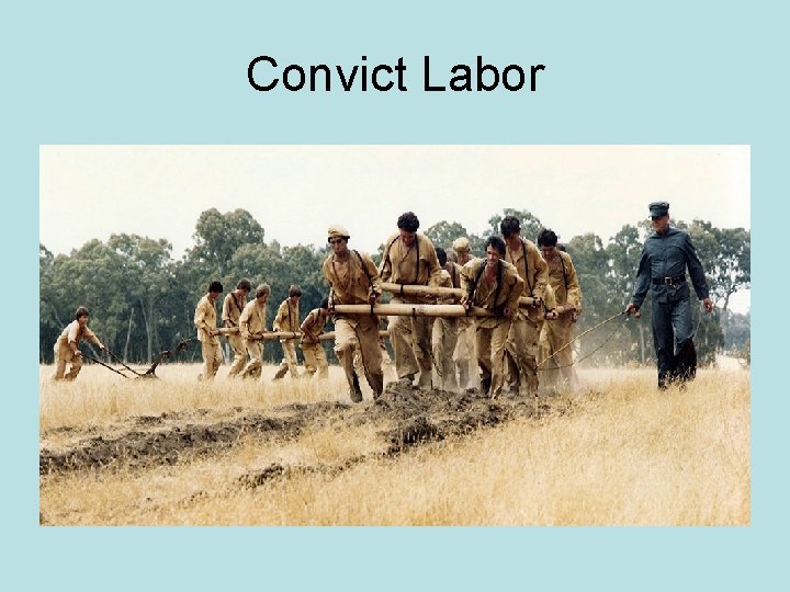 Convict Labor 
