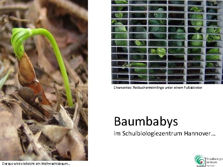 Chancenlos: Rotbuchenkeimlinge unter einem Fußabtreter Baumbabys im Schulbiologiezentrum Hannover… Daraus wird vielleicht ein Weihnachtsbaum…