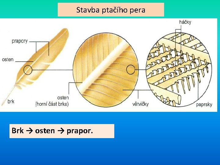 Stavba ptačího pera Brk → osten → prapor. 