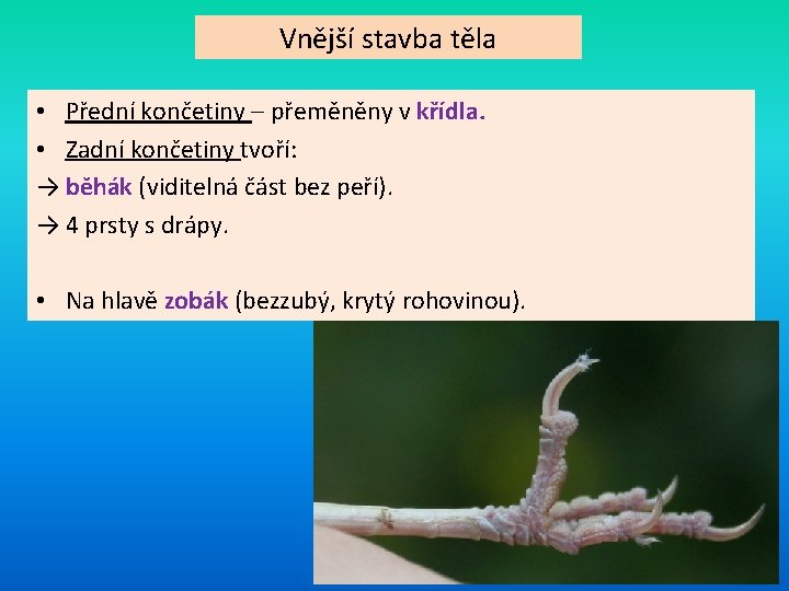 Vnější stavba těla • Přední končetiny – přeměněny v křídla. • Zadní končetiny tvoří: