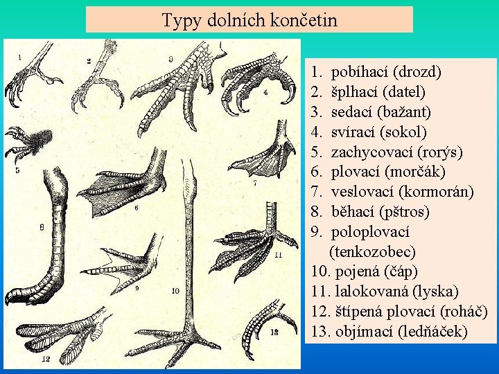 Typy dolních končetin 1. 2. 3. 4. 5. 6. 7. 8. 9. pobíhací (drozd)