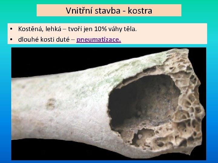 Vnitřní stavba - kostra • Kostěná, lehká – tvoří jen 10% váhy těla. •