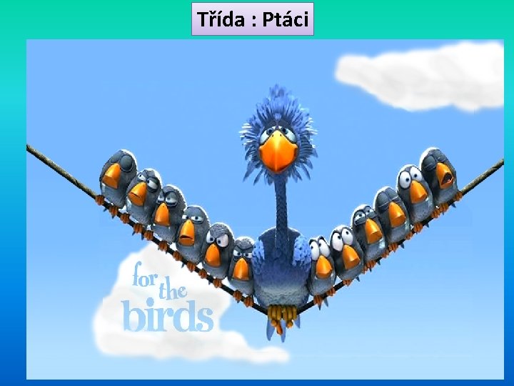 Třída : Ptáci 