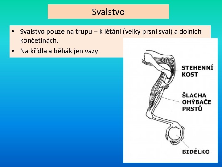 Svalstvo • Svalstvo pouze na trupu – k létání (velký prsní sval) a dolních