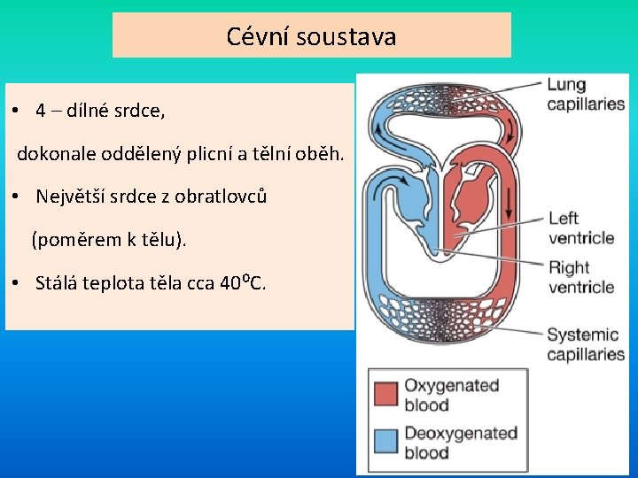 Cévní soustava • 4 – dílné srdce, dokonale oddělený plicní a tělní oběh. •