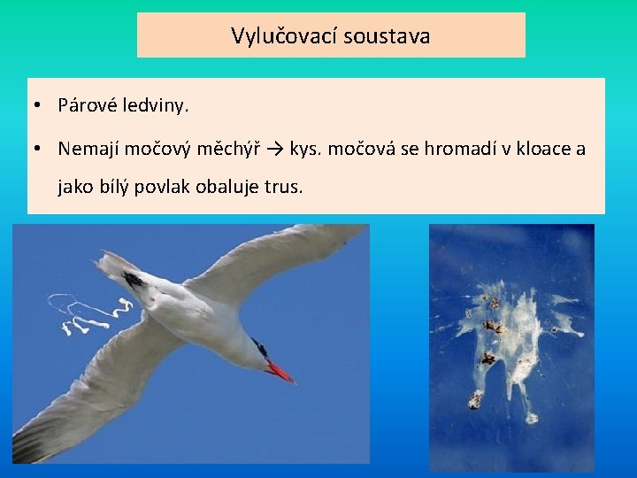 Vylučovací soustava • Párové ledviny. • Nemají močový měchýř → kys. močová se hromadí