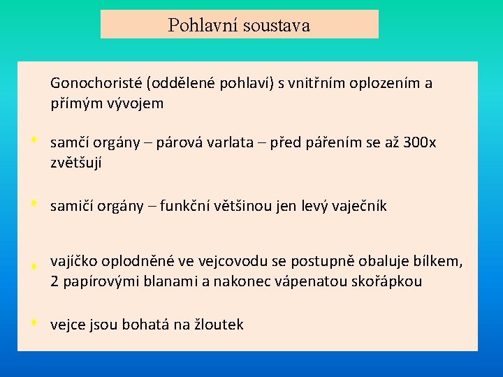 Pohlavní soustava Gonochoristé (oddělené pohlaví) s vnitřním oplozením a přímým vývojem ♦ samčí orgány