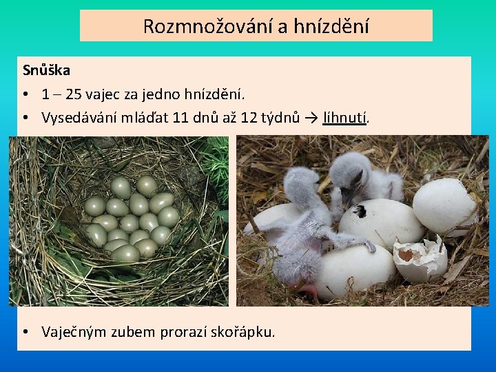 Rozmnožování a hnízdění Snůška • 1 – 25 vajec za jedno hnízdění. • Vysedávání