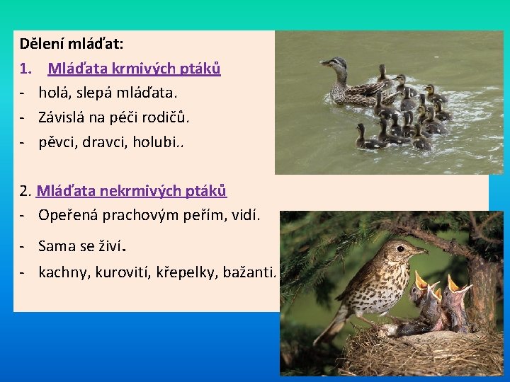 Dělení mláďat: 1. Mláďata krmivých ptáků - holá, slepá mláďata. - Závislá na péči