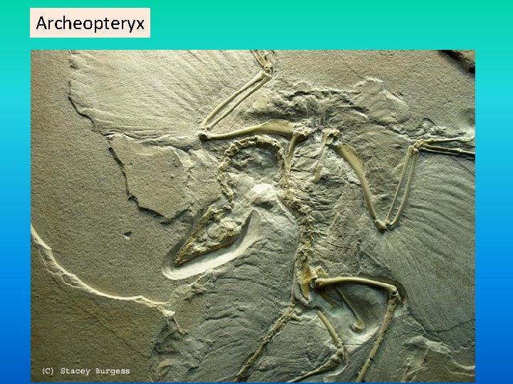 Archeopteryx 