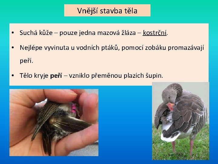 Vnější stavba těla • Suchá kůže – pouze jedna mazová žláza – kostrční. •