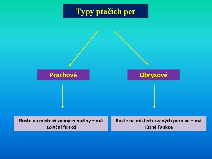 Typy ptačích per Prachové Roste na místech zvaných nažiny – má izolační funkci Obrysové