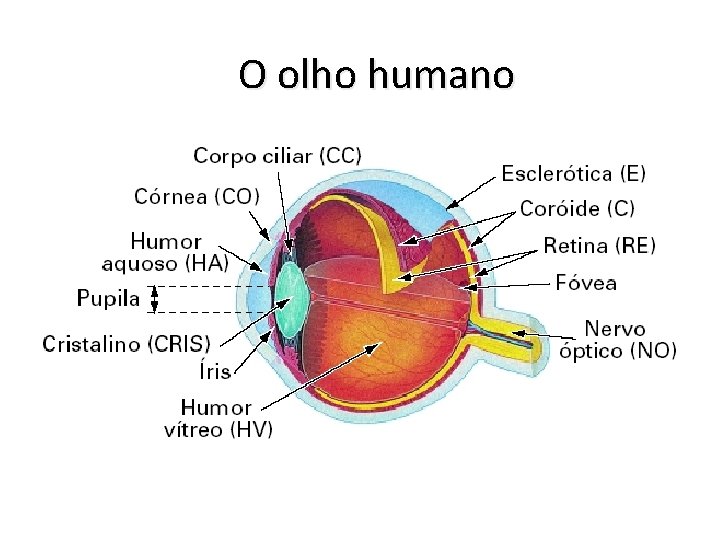 O olho humano 