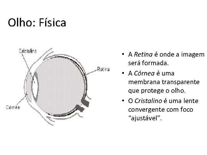 Olho: Física • A Retina é onde a imagem será formada. • A Córnea